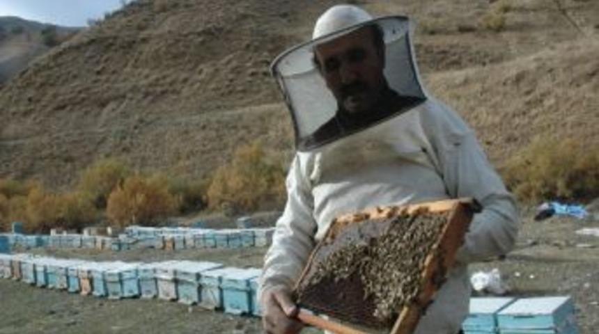 Arılar Kış Uykusuna Yatırılıyor