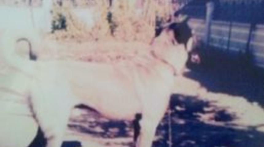 &Ccedil;aldıkları K&ouml;peği Tekrar Sahibine Satmak İstediler