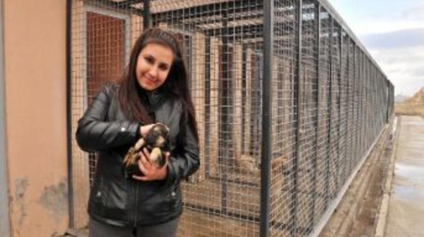 &lsquo;k&uuml;pem Var Aşım Var, Tek Eksiğim Sıcak Bir Yuva&rsquo; Sloganıyla Başlatılan Kampanya İle 274 Sokak Hayvanı Sıcak Yuvaya Kavuştu
