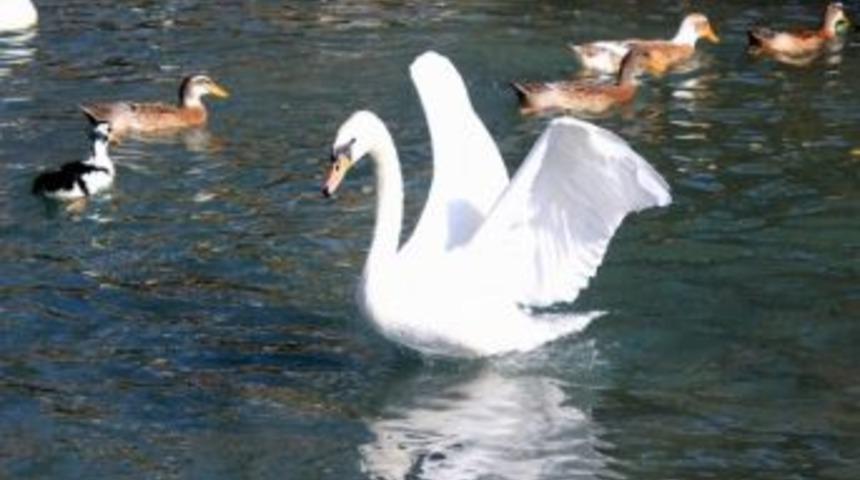 Paşafabrikası Turları Devam Ediyor