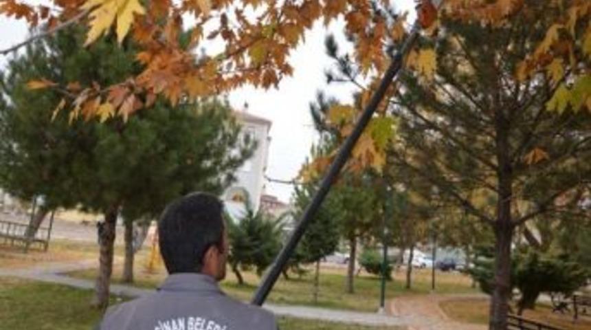 Kocasinan'dan Ağa&ccedil;lara Kışlık Bakım