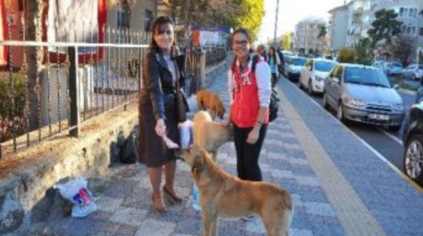 Her G&uuml;n Sokak K&ouml;peklerini Besliyor
