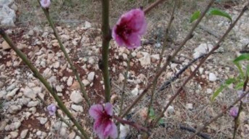 (&ouml;zel Haber) Erik Ve Nektarin Ağacı Kasımda &Ccedil;i&ccedil;ek A&ccedil;tı