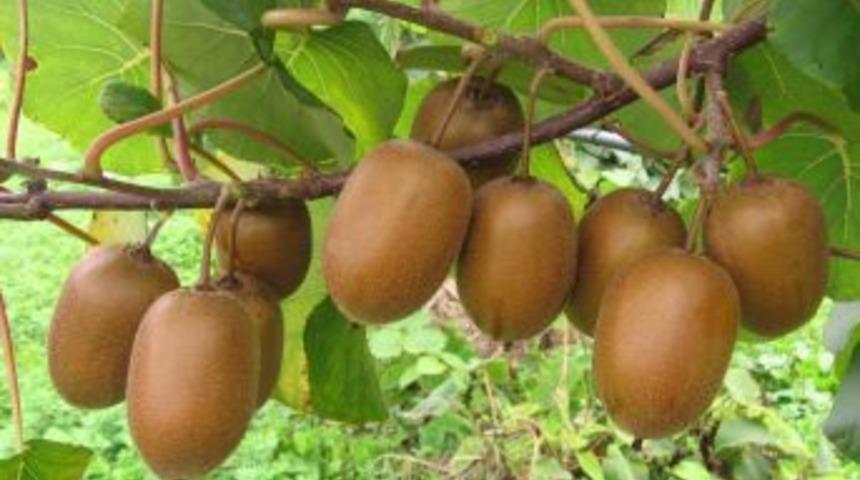 T&uuml;rkiye, Kivi &Uuml;retim Artışında D&uuml;nya Birincisi