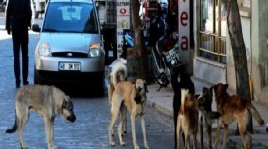 Sarıg&ouml;l&rsquo;de Başıboş Dolaşan K&ouml;pekler Korku Salıyor