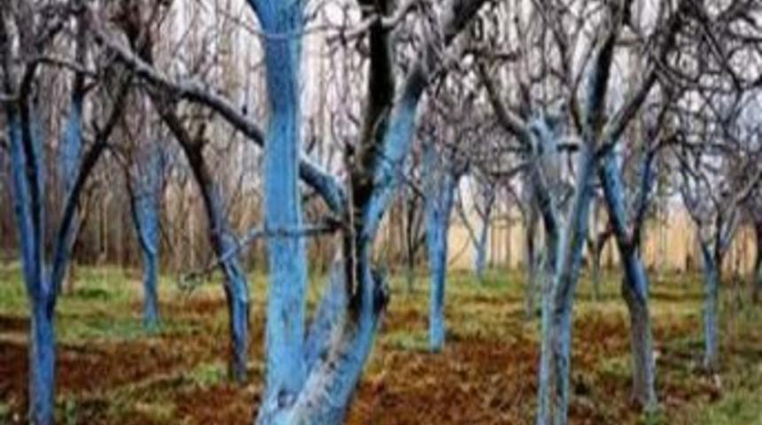 Kırıkkale'de Meyve &Uuml;reticilerine Ağa&ccedil;larda Sonbahar Bakımı Hatırlatıldı