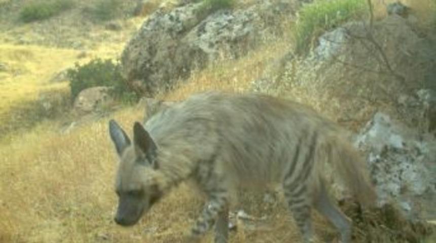 Şırnak'ta &Ccedil;izgili Sırtlan Foto Kapanlarla G&ouml;r&uuml;nt&uuml;lendi