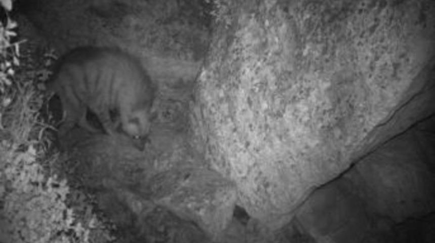 Çizgili Sırtlan İlk Olarak Adıyaman’da Görüntülendi