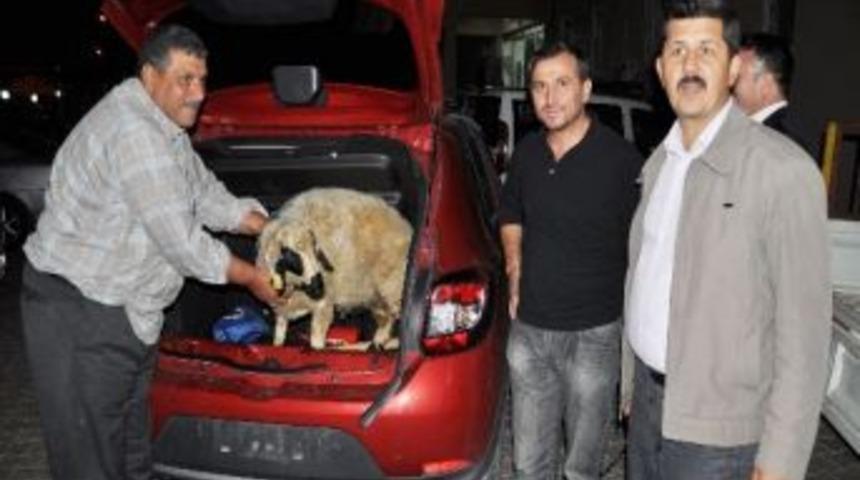 &Ccedil;alınan Koyunları Polis Buldu