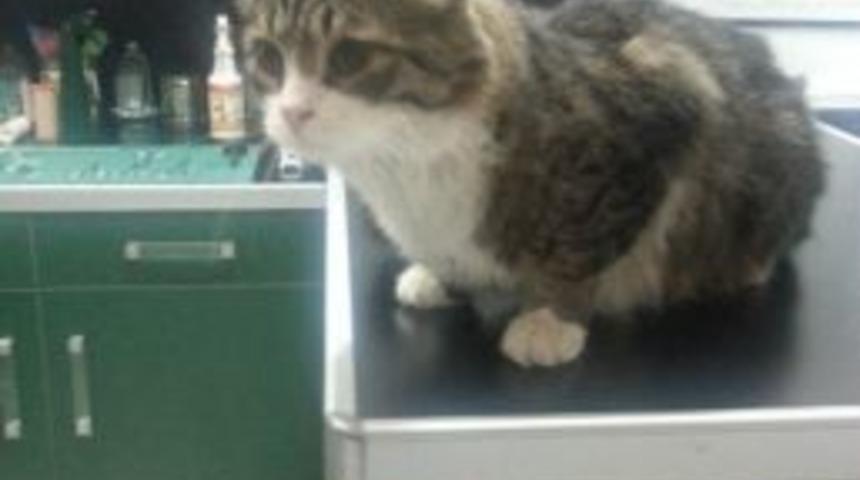 Chp&rsquo;nin 'şero'su Hastanede