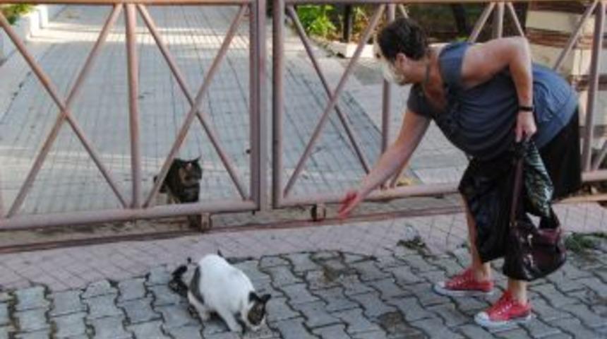 Yerleşik Alman Lizn, Side'de Sokak Kedilerini Her G&uuml;n Besliyor