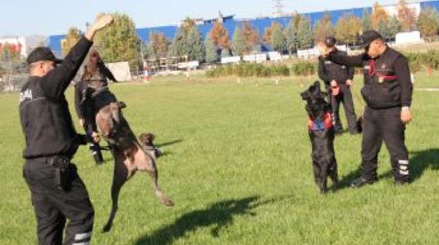 Jandarmanın K&ouml;pek Timi Su&ccedil;lulara G&ouml;z A&ccedil;tırmıyor