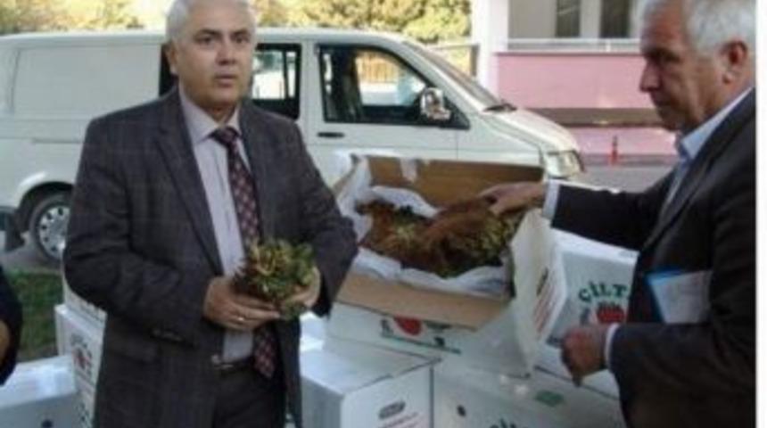 Osmangazinin Dağ K&ouml;ylerine 120 Bin Fide Ve Fidan Dağıtıldı