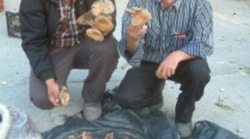 Pazar Har&ccedil;lığını Melki&rsquo;den &Ccedil;ıkartıyor