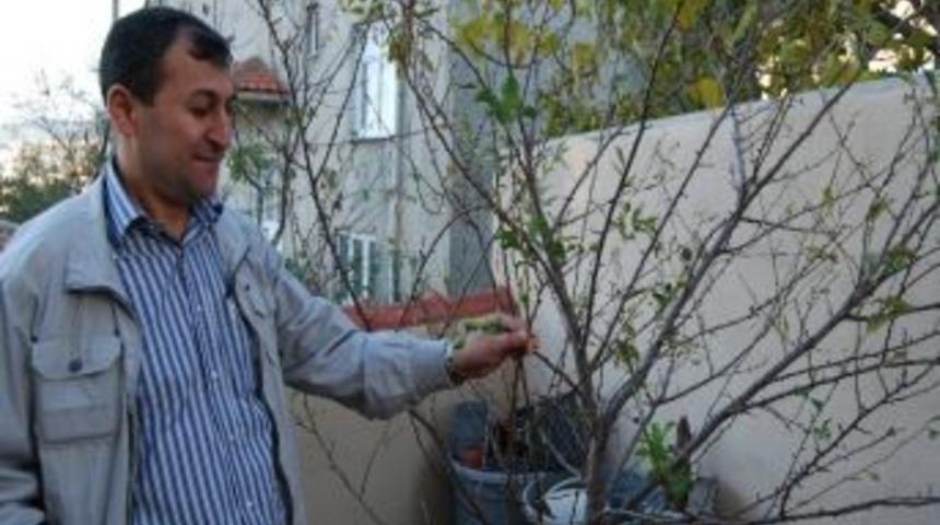 Erik Ağa&ccedil;ları Kasım&rsquo;da Meyve Verdi