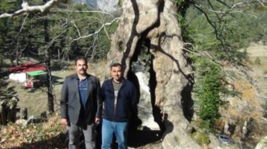9 Asırlık &Ccedil;ınar Ağacı Dimdik Ayakta