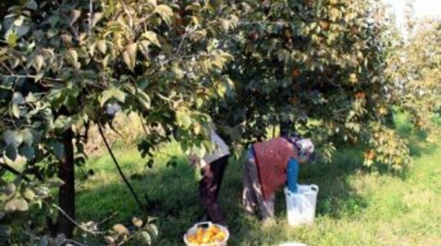 T&uuml;rkiye'nin En Lezzetli Cennet Elması Kavaklıdere De Yetiştiriliyor