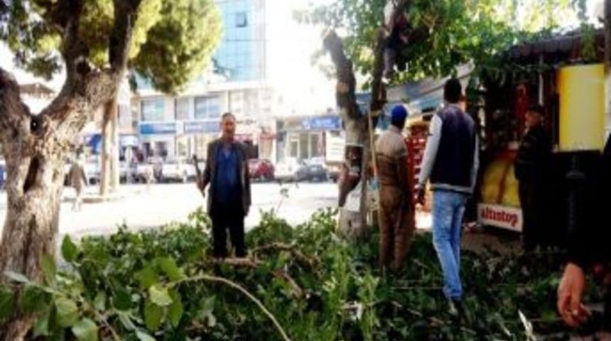 Sarıg&ouml;l Belediyesi Ağa&ccedil; Budama &Ccedil;alışmaları Başlattı.