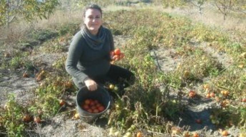 Edremitli G&uuml;lcan&rsquo;ın Domatesleri İlgi G&ouml;rd&uuml;