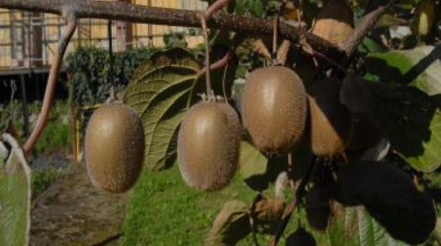Doğu Karadeniz&rsquo;de Kivi Rekoltesi D&uuml;ş&uuml;k