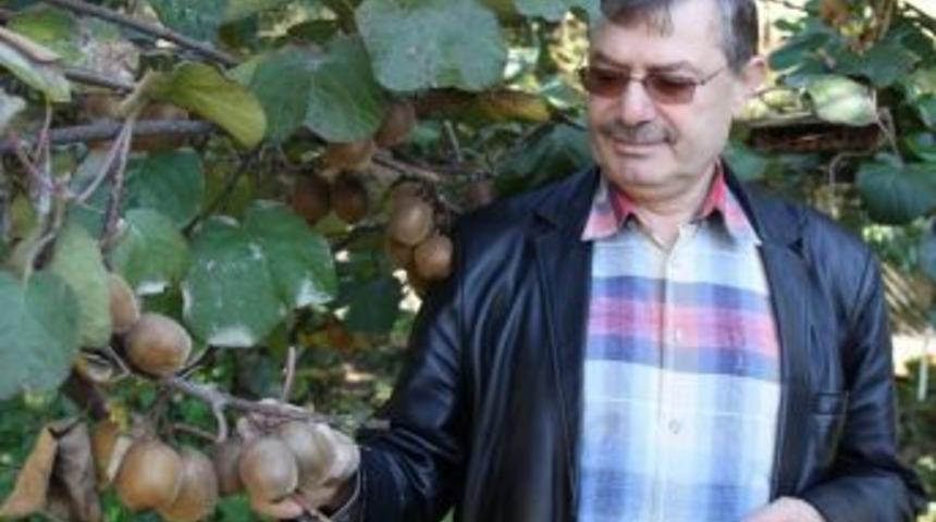 Rize'de Kivi Hasadı Başladı