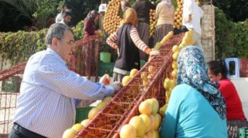 Narenciye Festivali &Ccedil;alışmaları Devam Ediyor