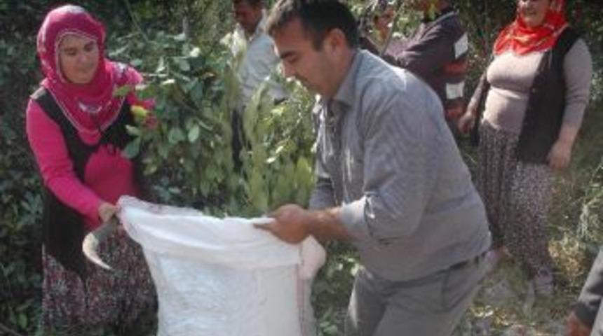 Mersin&rsquo;in Gizli Serveti &ldquo;defne&rdquo;