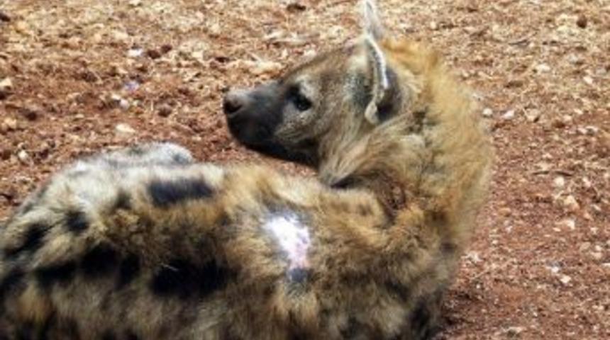 Nesli Tehlikede Olan Sırtlanlara &lsquo;el Bebek G&uuml;l Bebek&rsquo; Bakılıyor