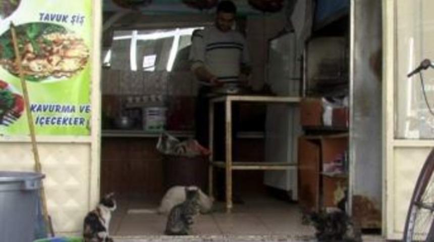 Kediler Ciğer Bekliyor
