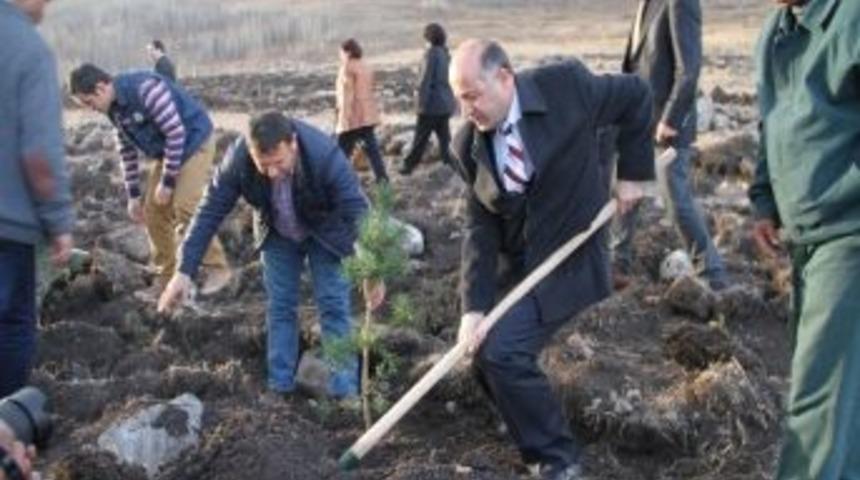 Vali Azizoğlu Ziyaret Deresi'nde Fidan Dikti