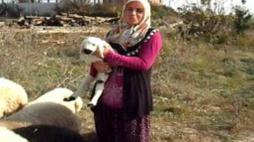 Koyunları &Ccedil;alınan Kadının Y&uuml;z&uuml;n&uuml; Polis G&uuml;ld&uuml;rd&uuml;