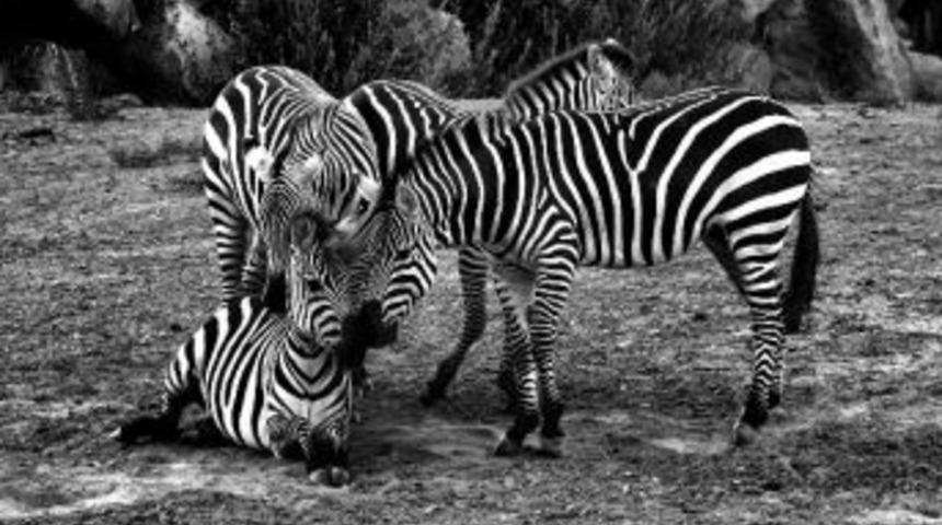 Bu fotoğraflar Afrika'da değil, İzmir'de &ccedil;ekildi