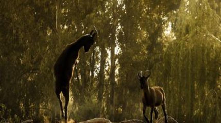 Afrika&rsquo;da Değil, İzmir&rsquo;de &Ccedil;ekildi