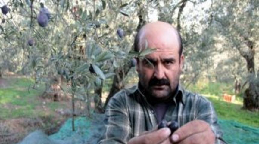 (&ouml;zel Haber) - Zeytin Hasadına Sinek Vuruğu Engeli