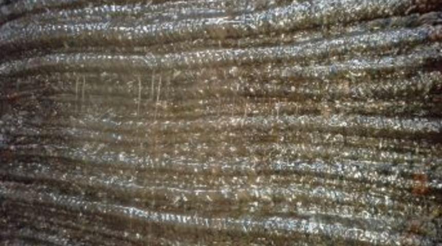 Kaz Dağları Eteğinde Taş Baskı Zeytinyağı &Uuml;retimi Başladı