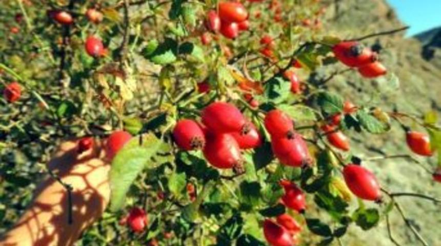 7 Ton Kızılcık 5 Ton Kuşburnu Toplandı