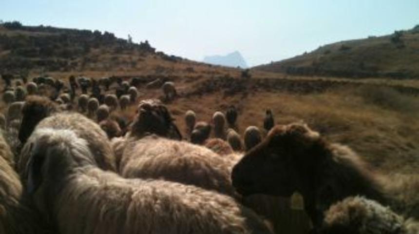 G&ouml;&ccedil;ebeler Yaylalardan D&ouml;nmeye Başladı