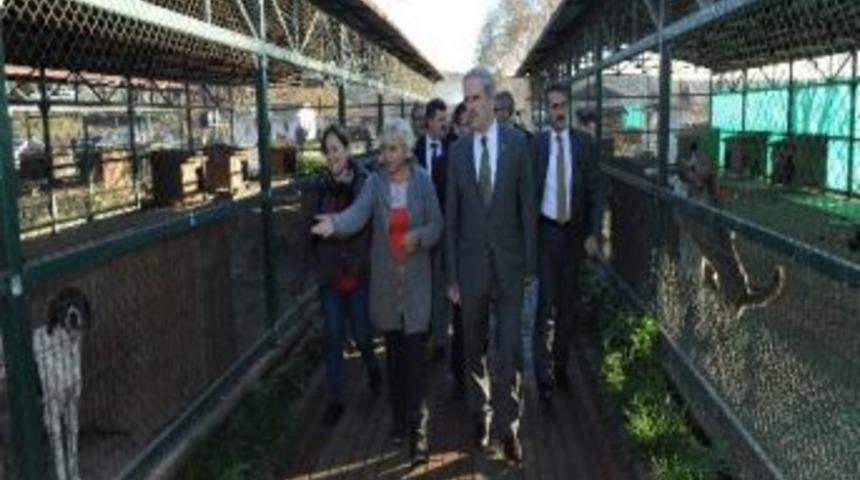 Sahipsiz Hayvanlar Artık Barınakta