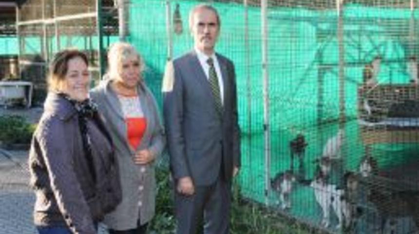 Sahipsiz Hayvanlar Barınağa Kavuştu