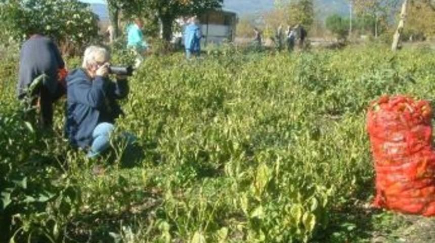 Turfanda Sal&ccedil;alık Domates 50 Kuruş