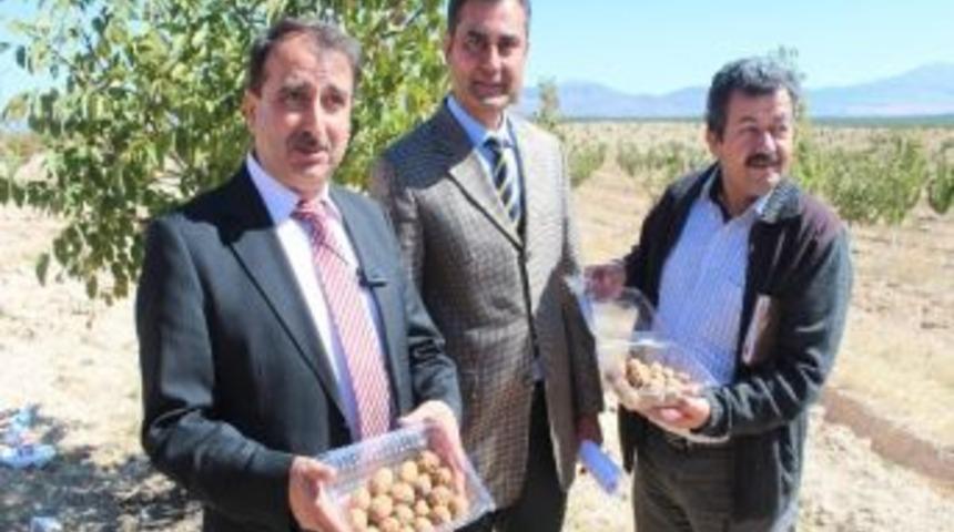 Beyşehir Ceviz &Uuml;retiminde Kaman&rsquo;a Rakip Olacak