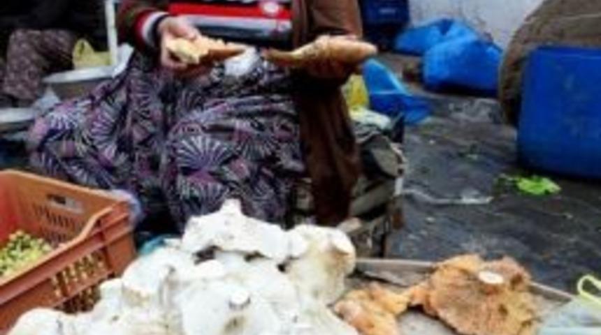 Kaz Dağları&rsquo;nda Mantar Bolluğu