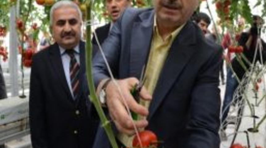 &Ccedil;&ouml;pl&uuml;ğe Kurulan Serada İlk Hasat