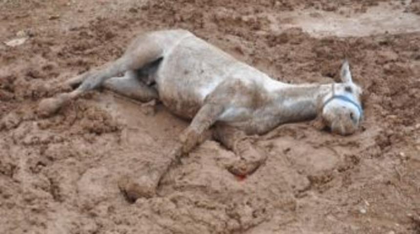 Kamyonun &Ccedil;arptığı At Telef Oldu