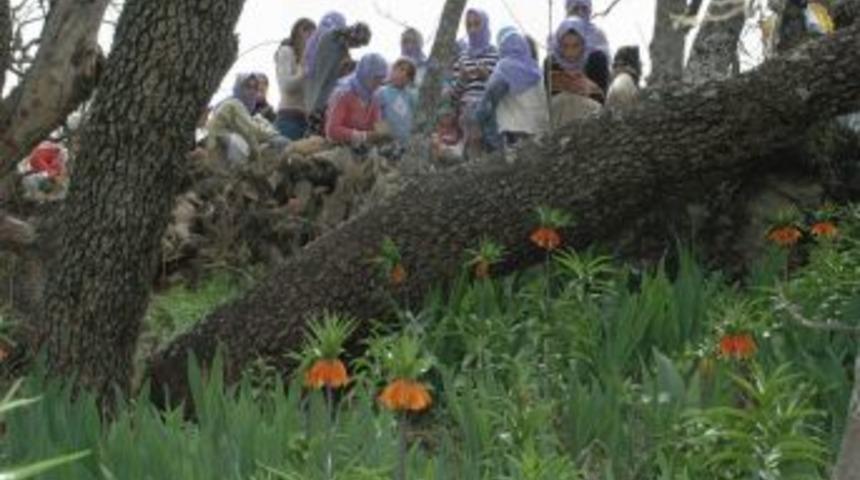 Ters Laleler Koruma Altına Alındı