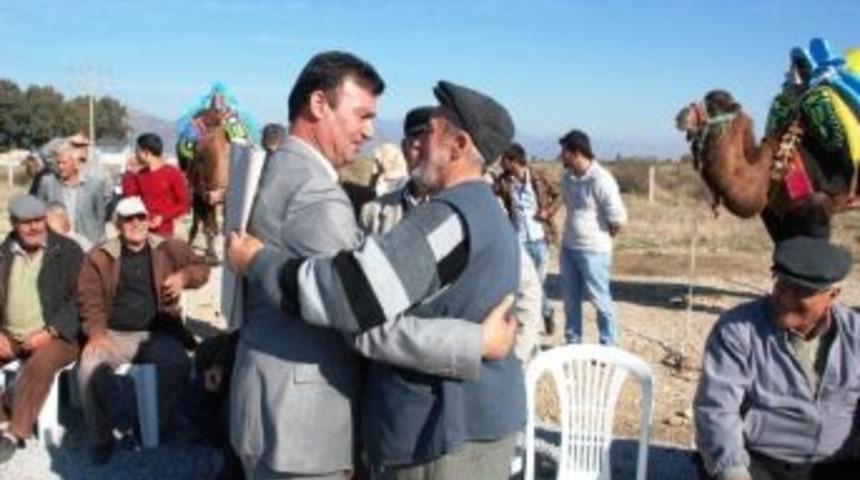 Pehlivan Develer Germencik&rsquo;te Havutlandı