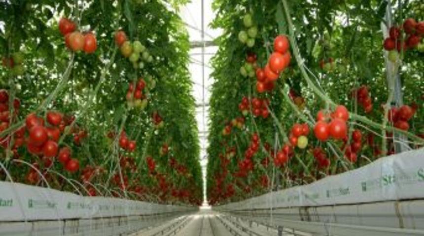 &Ccedil;&ouml;pl&uuml;kte Kurulan Sera Ilk Mahsullerini Verdi