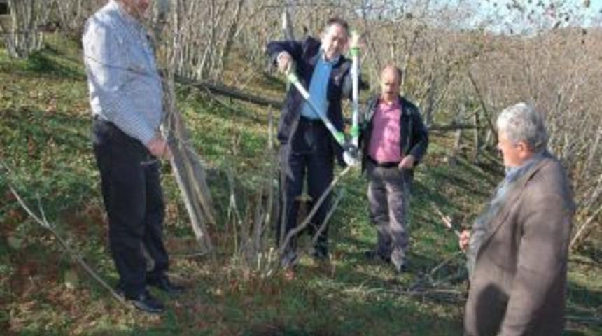 Karasu'da Fındık &Uuml;reticisine Uygulamalı 'budama' Eğitimi