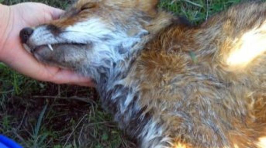 Enez'de Sokak Hayvanları Telef Oldu