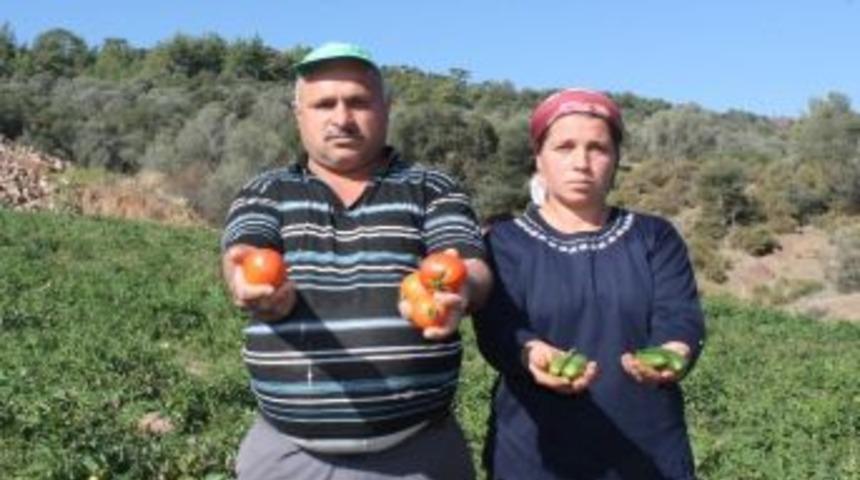 Kasım&rsquo;da Tarla Domatesi